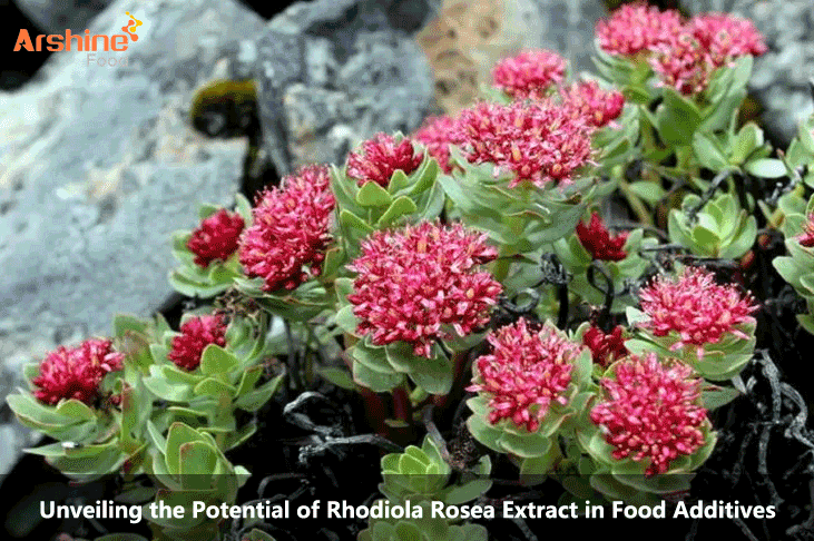 Unveiling the Potential of Rhodiola Rosea Extract in Food Additives